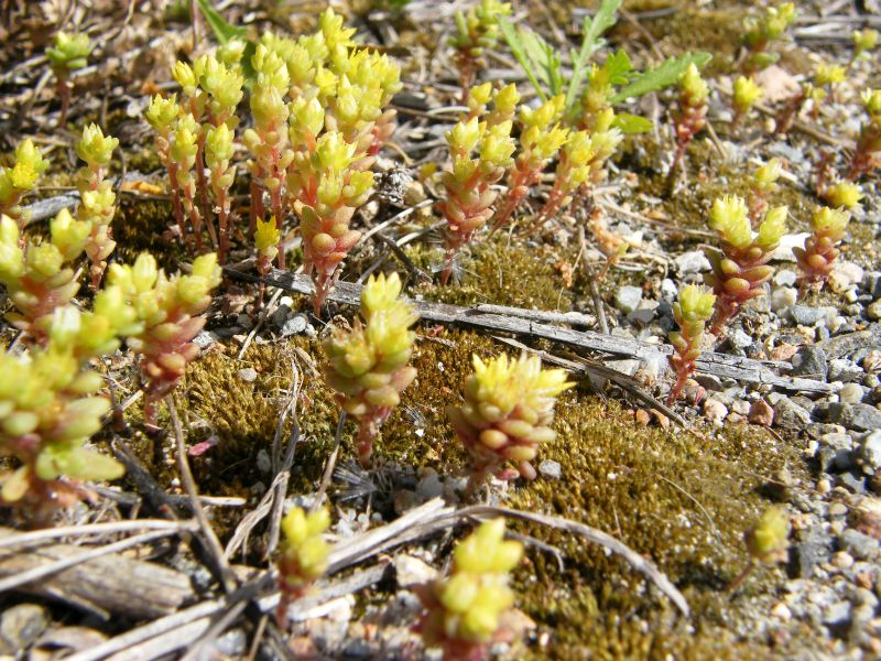 Sedum litoreum / Borracina litorale